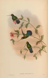 Dorifera veraguensis = Doryfera ludovicae veraguensis